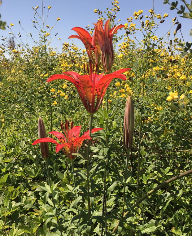 Wood lily and wild yellow indigo, one year after a burn