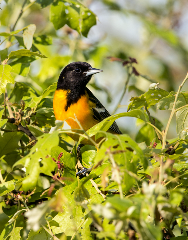 baltimore oriole in scrub oak tree