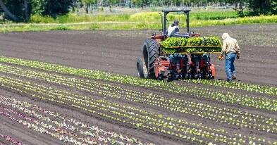 Migrant Seasonal Farm Workers