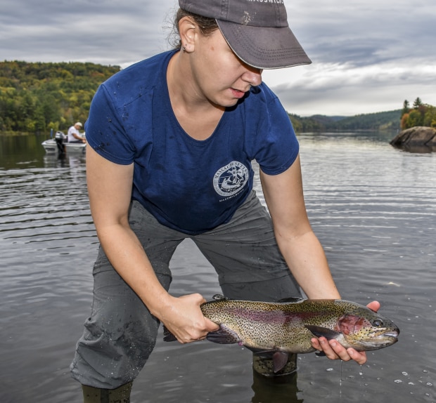 fall trout stocking