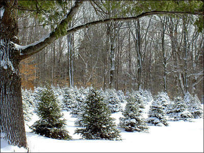 christmas tree field