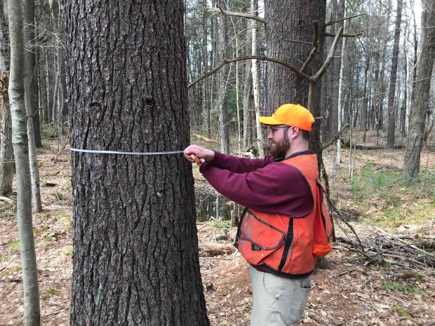 DCR Forestry staff measuring a tree