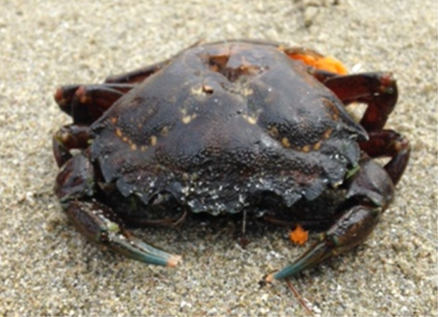 European green crab