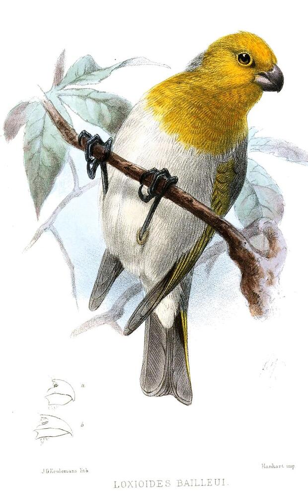 Palila (Loxioides bailleui)