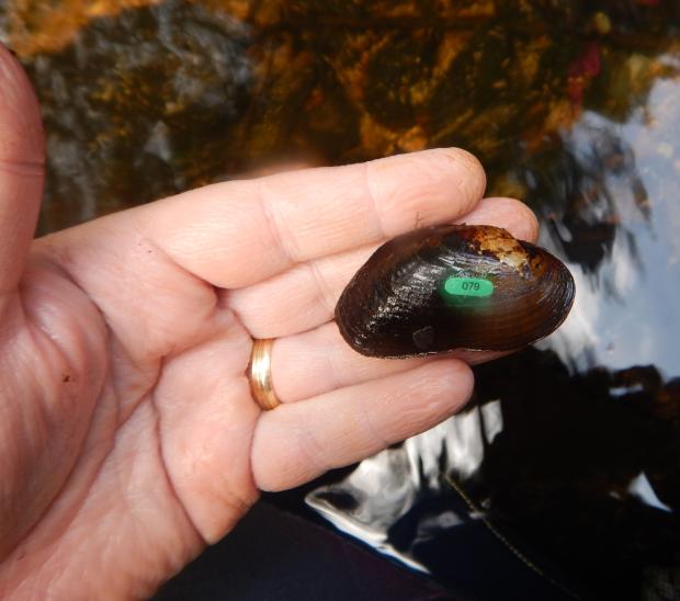 Brook floater mussel