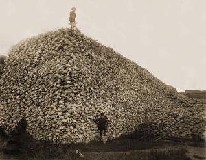  Bison skull pile, 1870s