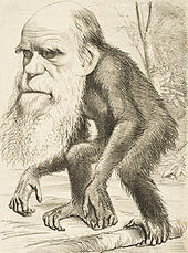 Darwin ape