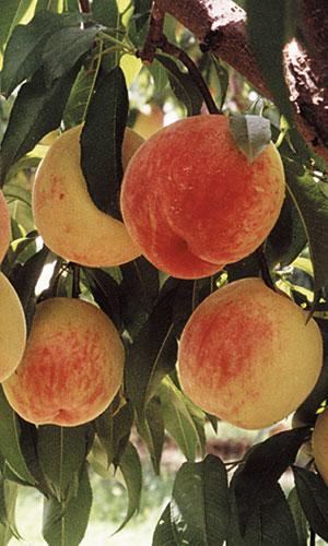 peaches in orchard