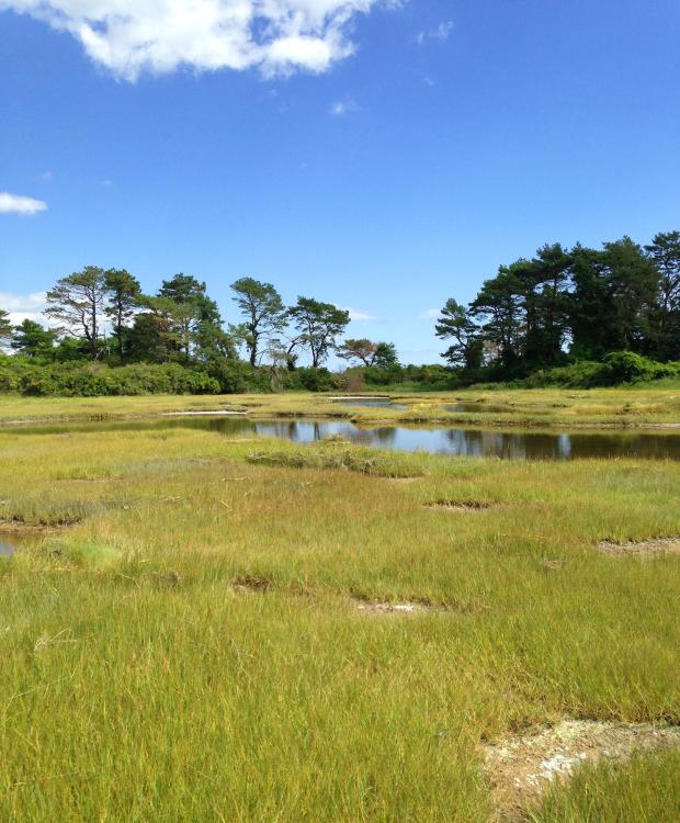 Massachusetts Wetlands 