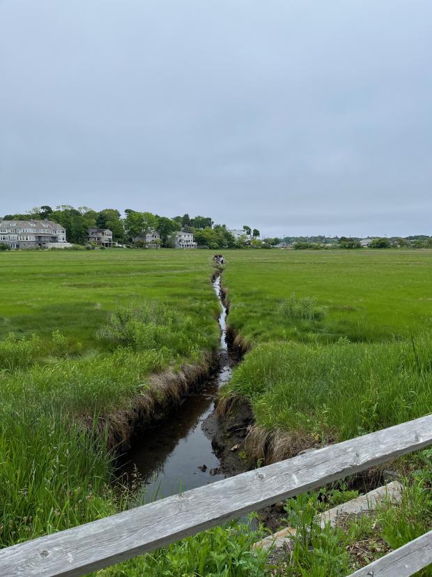 development and culverts impact salt marshes