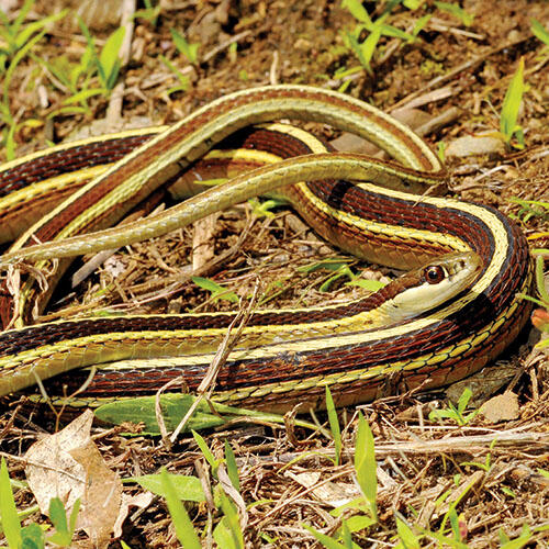 eastern ribbon snake