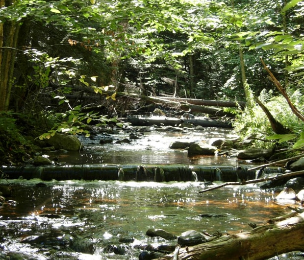 woody habitat in stream