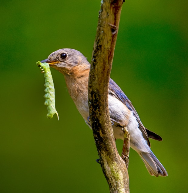 bluebird with caterpillar
