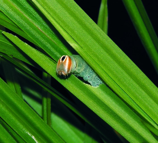 Dion skipper caterpillar in its sedge leaf shelter.