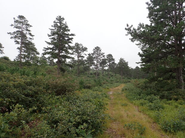 barrens habitat