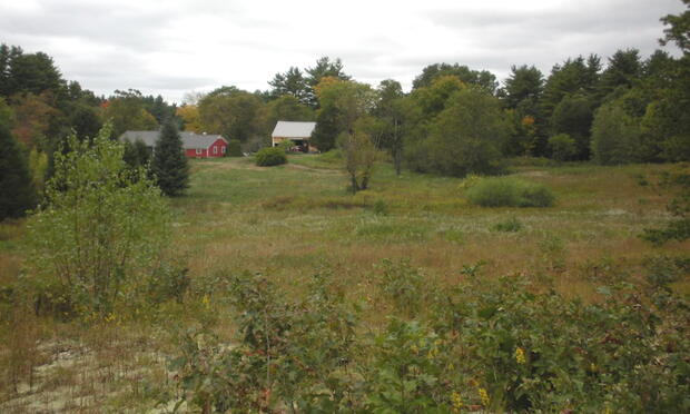 shrubland habitat
