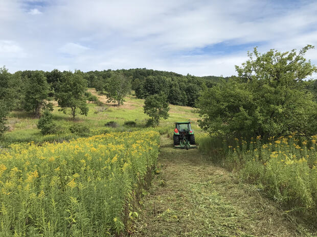 grassland maintained by mowing