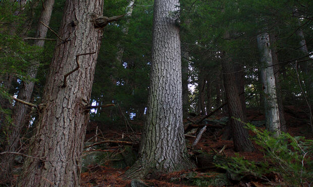 mature forest
