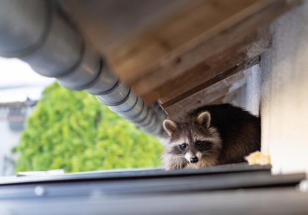 Raccoon on roof