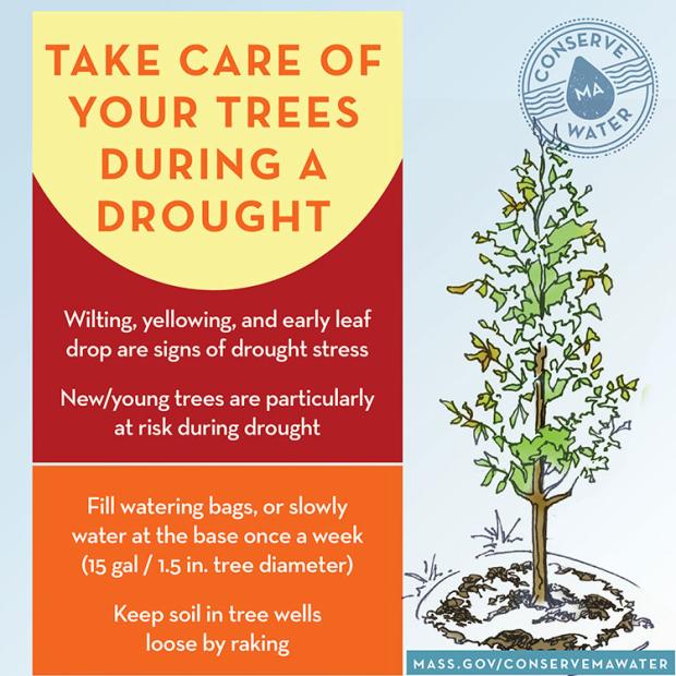 Download Take Care of your Trees During a Drought graphic