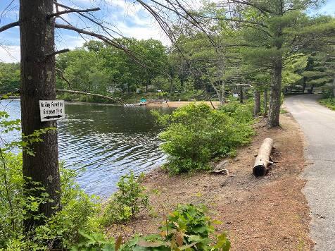 shoreline of pond with sitting log and trees overhanging water