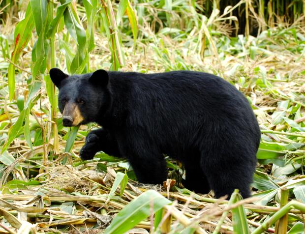 Bear damage in corn field
