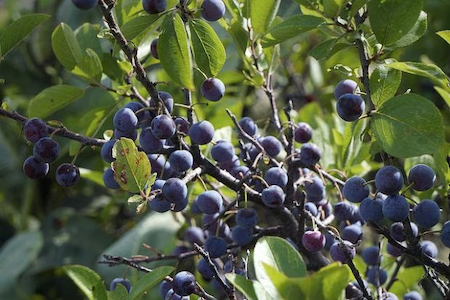 beach plum photo