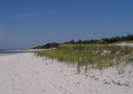beachgrass on dune