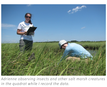 a day in the marsh