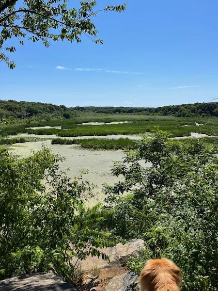 non-tidal wetland