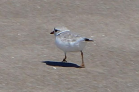 piping plover