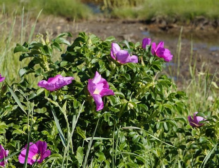 Photo of rugosa rose