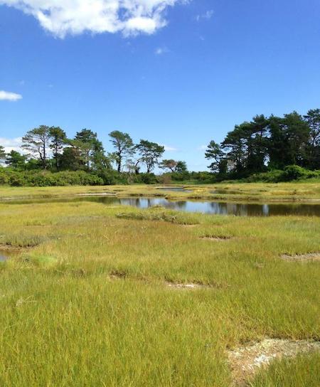 coastal wetlands