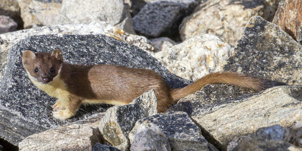 Long-tailed weasel on a rock