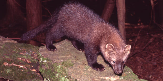 Fisher on fallen tree