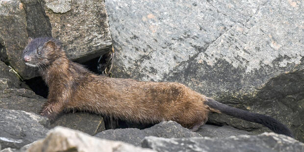 Mink on wet rocks