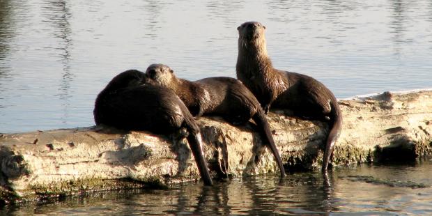 Three otters on a log in the water