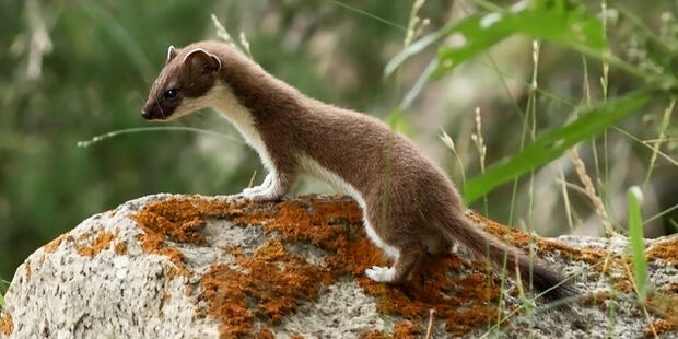 Ermine on a rock