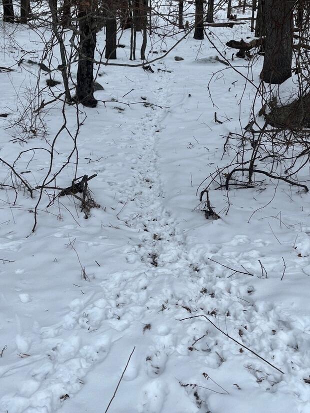 active deer run in the snow