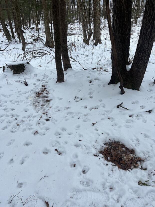 2 deer beds near an active deer run