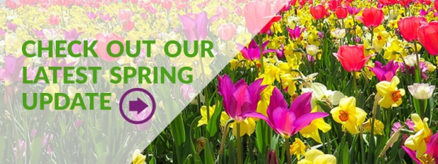 Spring update from the Division of Local Services