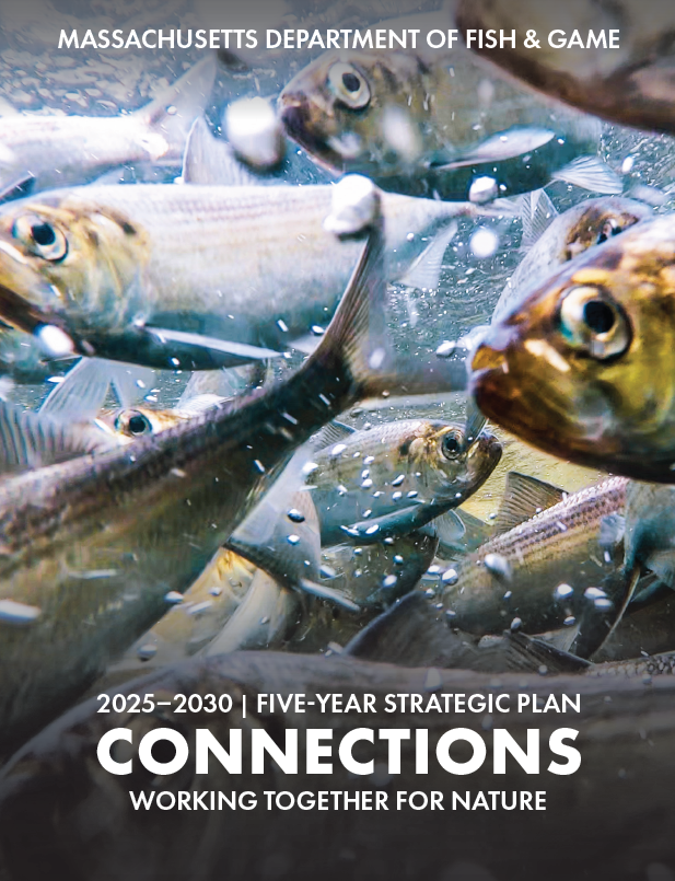 Cover of the Massachusetts Department of Fish & Game's 2025-2030 Strategic Plan.