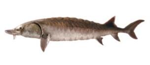 An Atlantic Sturgeon.