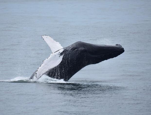 Whale jumping out of water