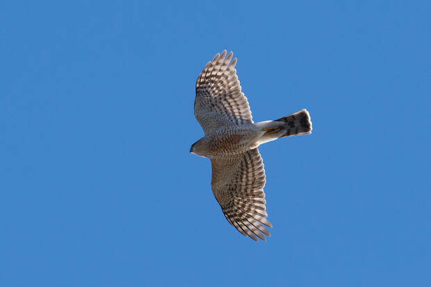Sharped-shinned hawk