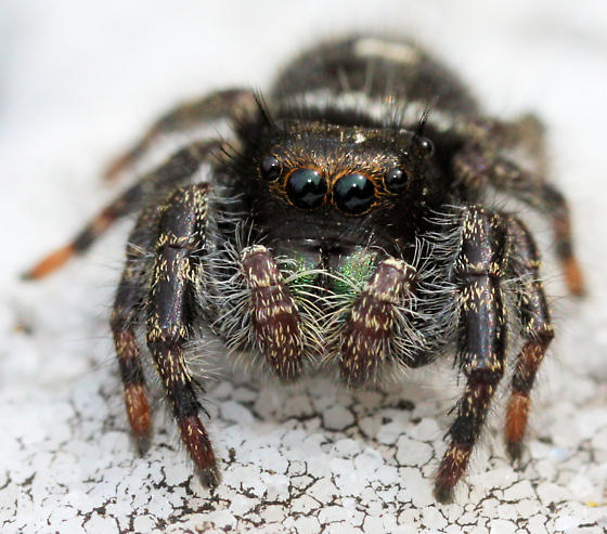 close up of bold jumping spider