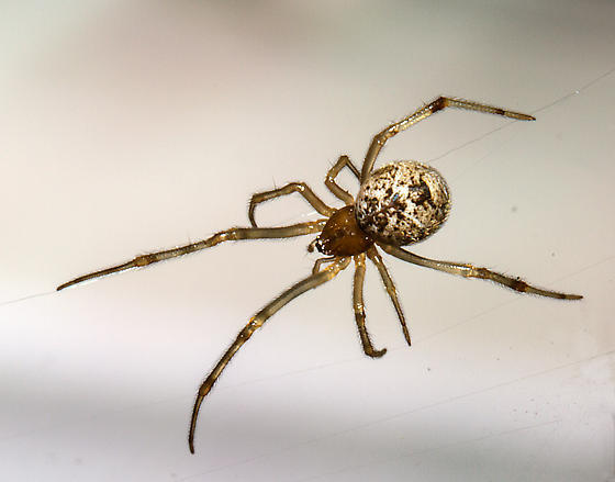 close up of common house spider