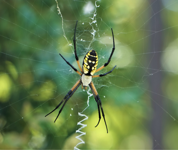 close up of yellow garden spider