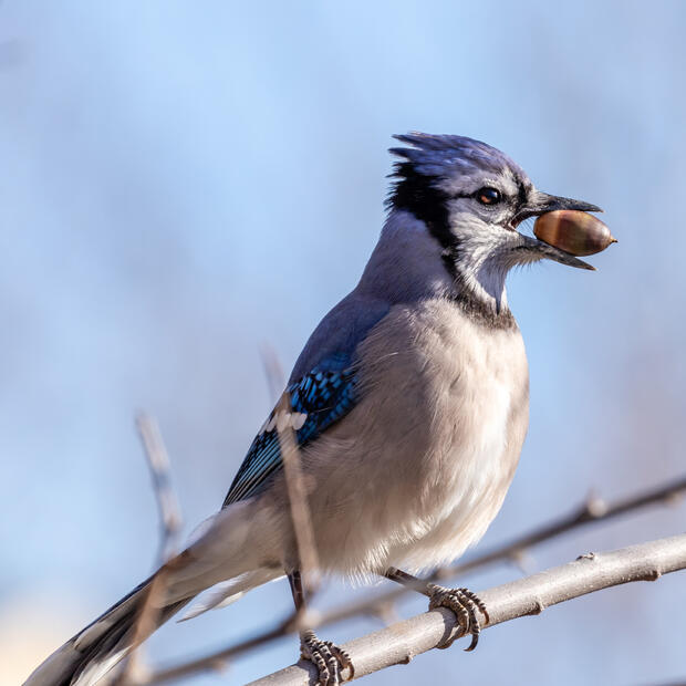 blue jay with acorn