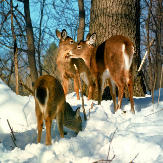 deer in winter pawing for acorns